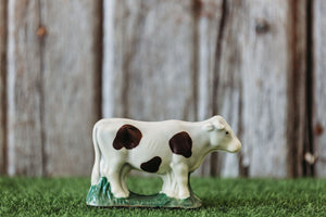 Holstein cow 